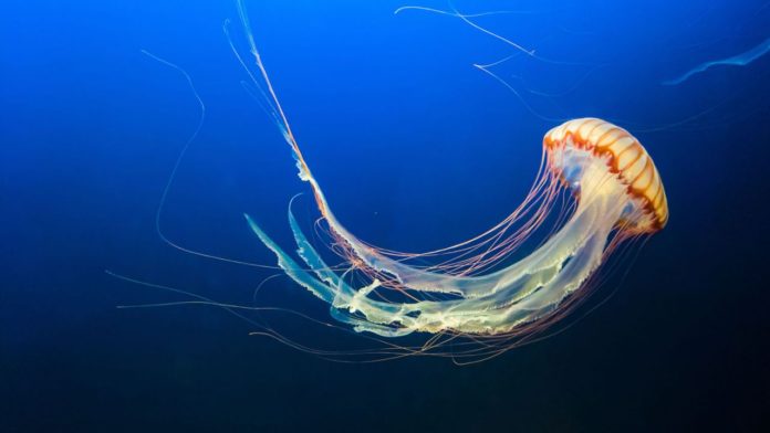 medusa animal