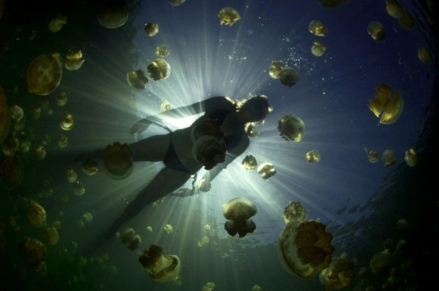 picaduras de medusa