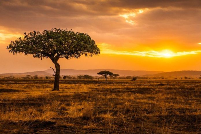 guía práctica para explorar el Serengeti